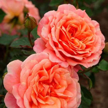 Rosa 'Peach Melba' - Climbing Max Rose