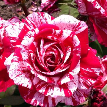 Rosa 'Pirate' - Climbing Rose