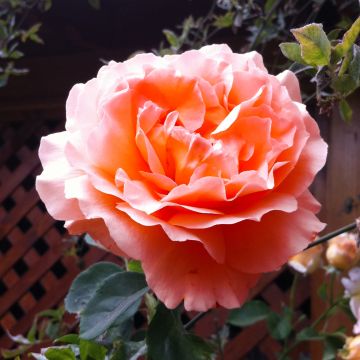 Rosa  Polka - Climbing Rose
