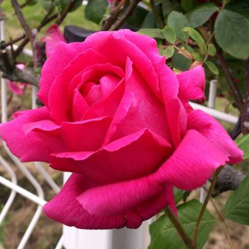 Rosa 'Roi de Siam' - Climbing Rose