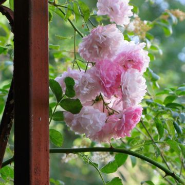 Rosa x multiflora 'Seven Sisters Rose'