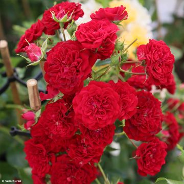 Rosa 'Crimson Siluetta' - Climbing Rose