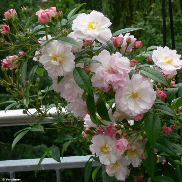 Rosa 'Sweet Siluetta' - Climbing Rose