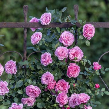 Rosa Starlet Rose 'Eva' - Climbing Rose
