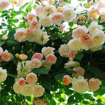 Rosa x filipes 'Treasure Trove' - Rambling Rose