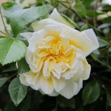 Rosa x wichuraiana Albéric Barbier - Climbing Rose