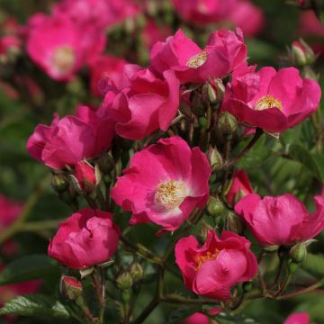 Rosa x multiflora Maria Lisa - Multiflora Climbing Rose