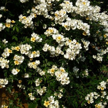 Rosa Wedding Day - Rambling Rose