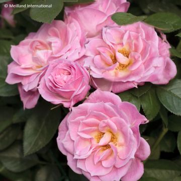Rosa x polyantha 'Meirivoui' BELLE SYMPHONIE®  - Rosier Belle Symphonie, Rosier Carefree Days, Rosier Carefree Days