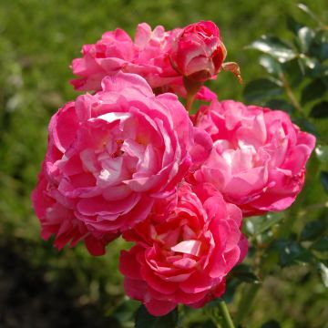 Rosa x polyantha 'Charmant' - Miniature Rose