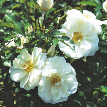 Rosa  Decorosiers Opalia 'Noaschnee'