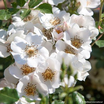 Rosa polyantha 'Sweet Meinatope' - Polyantha Rose