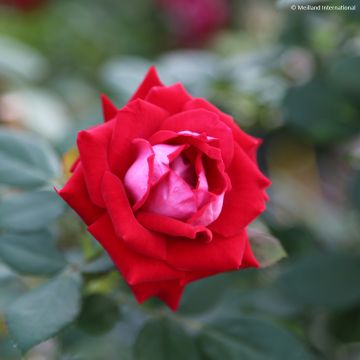 Rosa x floribunda 'Belle de Grasse'  Street Colours - Floribunda Rose