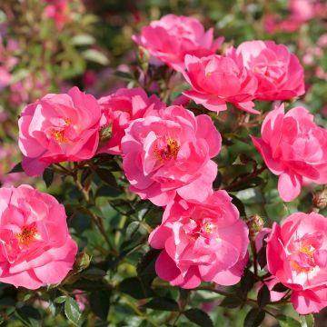 Rosa floribunda - Jolie Provence