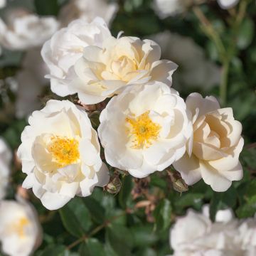 Rosa floribunda La Grande Motte