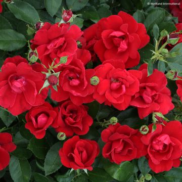 Rosa x floribunda 'Moulin Rouge' - Street Colours Floribunda Rose