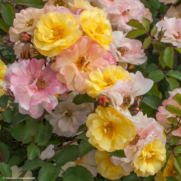 Rosa x floribunda 'Rêve de Paris' - Street Colours - Floribunda Rose
