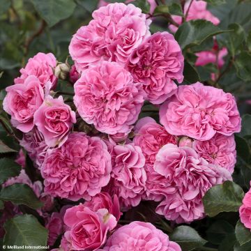 Rosa x polyantha Les Quatre Saisons 'Meifafio' - Landscape Rose