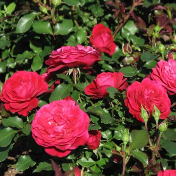 Rosa polyantha 'Mona Lisa' - Shrub Rose