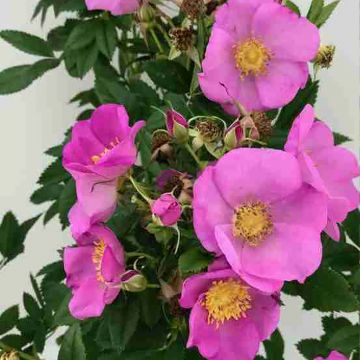 Rosa rugosa x virginiana Jam-a-licious - Shrub Rose