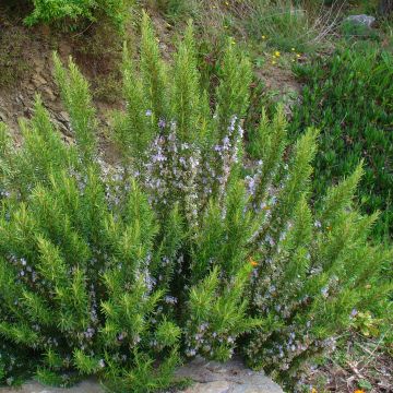 Rosmarinus officinalis - Rosemary