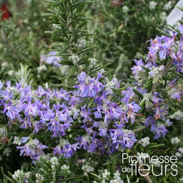 Rosmarinus officinalis Pointe du Raz