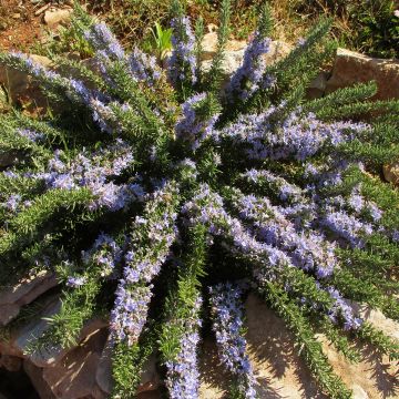 Creeping Rosemary - Rosmarinus officinalis Prostratus