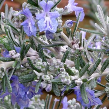 Rosmarinus officinalis Whitewater Silver