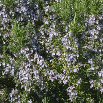 Organic Rosmarinus officinalis - Rosemary