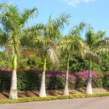 Roystonea regia - Cuban Royal Palm