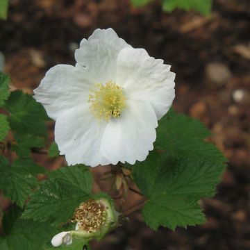 Rubus tridel Benenden