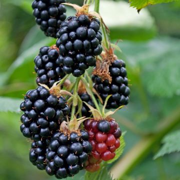 Thornless Blackberry Garden Giant  - Rubus fruticosus