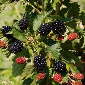 Thornless Blackberry Oregon Thornless - Rubus fruticosus