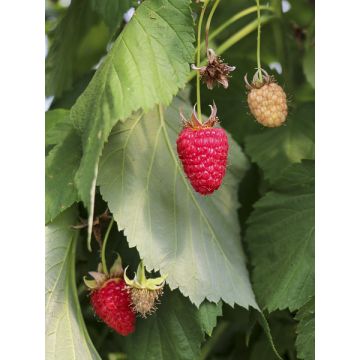 Rubus idaeus (Twotimer) 'Allyouneed'