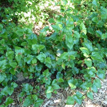 Rubus tricolor Betty Ashburner