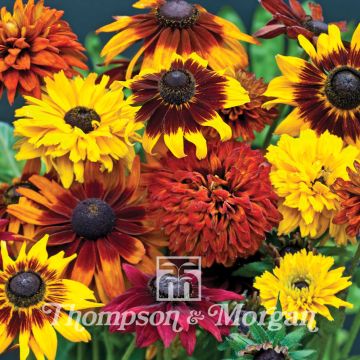 Rudbeckia hirta All Sort Mixed