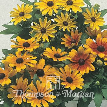 Rudbeckia hirta Becky Mixed