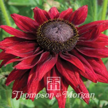 Rudbeckia hirta Cherry Brandy Seeds