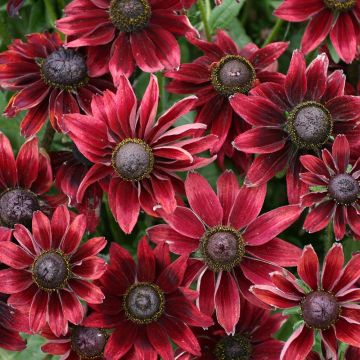 Rudbeckia hirta Cherry Brandy