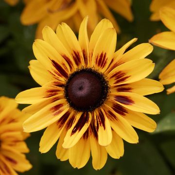 Rudbeckia hirta Giggling SmileyZ 'Rudht25'