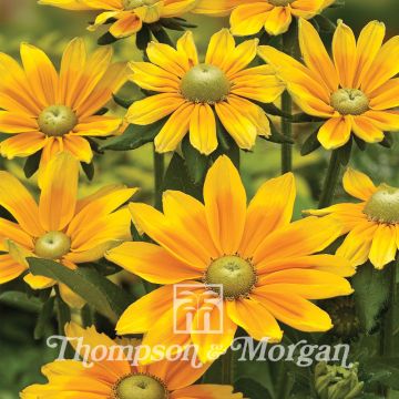 Rudbeckia hirta Green Eyes