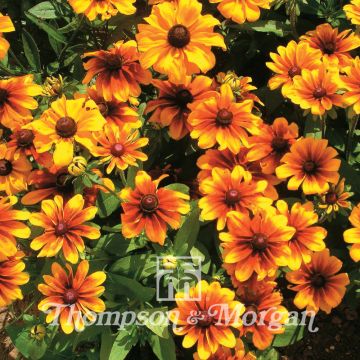 Rudbeckia Rustic Dwarf Mixed Seeds - Rudbeckia hirta