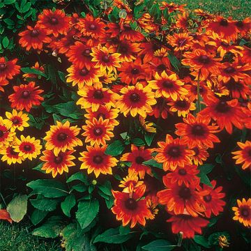 Rudbeckia hirta Autumn Colours