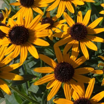 Rudbeckia fulgida var. sullivantii Little Goldstar