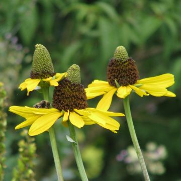 Rudbeckia maxima 