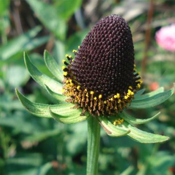 Rudbeckia occidentalis Green Wizard - Rudbeckia occidental