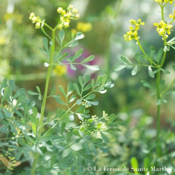 Ruta graveolens - Ferme de Sainte Marthe seeds