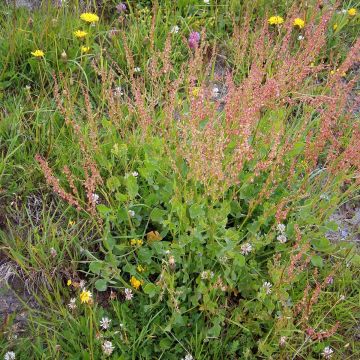 Organic French Sorrel - Rumex scutatus