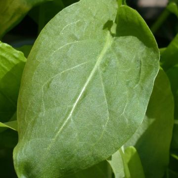 French Sorrel - Rumex scutatus