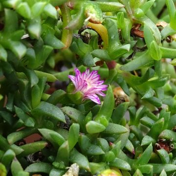 Ruschia prostrata 